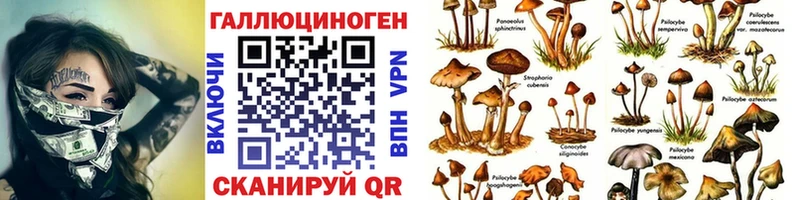 Галлюциногенные грибы Psilocybine cubensis Новосибирск