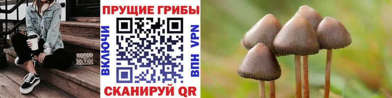 где продают Новосибирск Псилоцибиновые грибы GOLDEN TEACHER